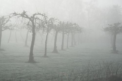 20220226-Bomen-in-de-mist