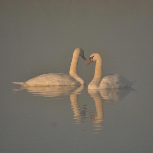 Misty Swans